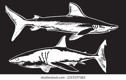 Graphical set of sharks isolated on black, great white sharks. Vector engraved illustration