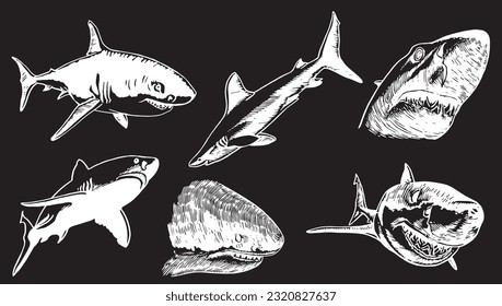 Conjunto gráfico de tiburones aislados en grandes tiburones blancos negros. Ilustración grabada por vectores