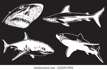 Graphical set of sharks isolated on black, great white sharks. Vector engraved illustration