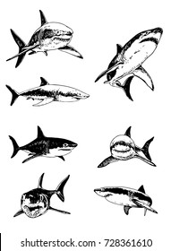 Graphical set of sharks isolated on white background,vector illustration