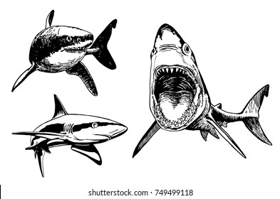 Graphical set of sharks  isolated on white background,vector shark for tattoo, coloring and printing