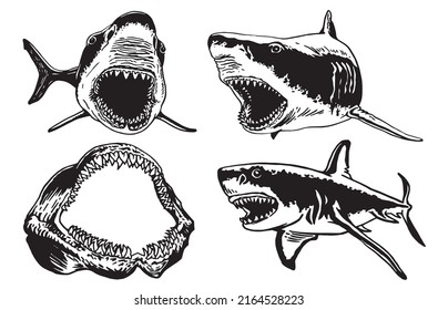 Graphical set of sharks and jaws isolated on white background,vector elements , great white shark
