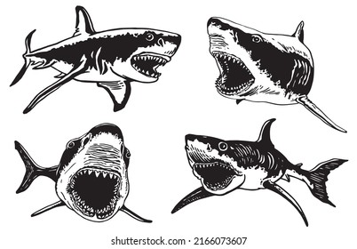 Graphical set of sharks and jaws isolated on white background,vector elements , great white shark