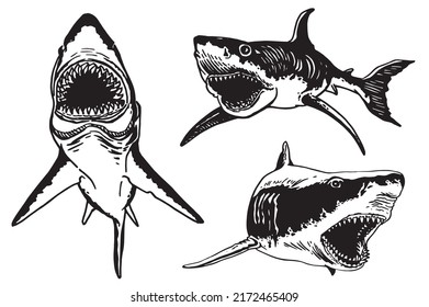 Graphical set of sharks and jaws isolated on white background,vector elements , great white shark