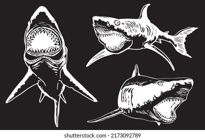Graphical set of sharks and jaws isolated on black background,vector elements , great white shark