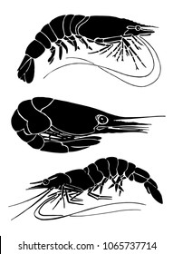 Graphical set of shrimps isolated on white background, vector sketch