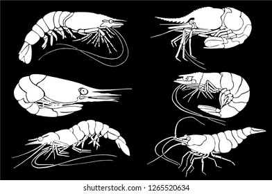 Graphical set of shrimps isolated on black background, vector sketch, seafood illustration