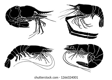 Graphical set of shrimps isolated on white background,vector sketch