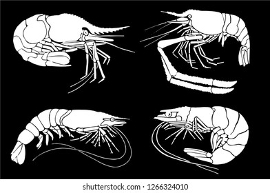 Graphical set of shrimps isolated on black background,vector sketch