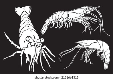 Graphical set of shrimps on black background,vector sea-food elements