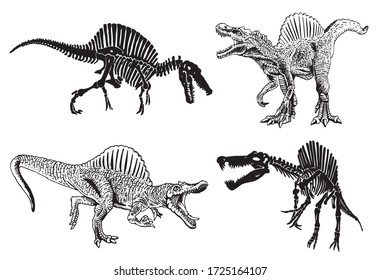 Graphical set of sinosaurses and skeletons isolated on white bakground, vector illustration