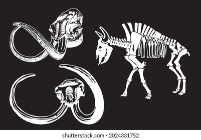 Graphical set of skeleton of bison and skulls of mammoth isolated on black background, vector element