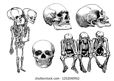 Graphical set of skeletons and human skulls isolated on white,vector sketch