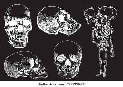 Graphical set of skeletons and human skulls isolated on black,vector engraved illustration. Human fossils. Anatomy