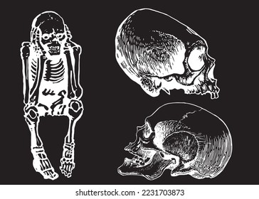 Graphical set of skeletons and human skulls isolated on black,vector engraved illustration. Human fossils. Anatomy