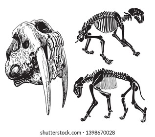 Graphical set skeletons saber  toothed tiger white background vector illustration  anthropology