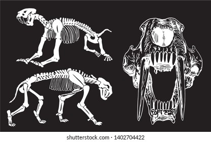 Graphical set skeletons saber  toothed tiger black background vector illustration  anthropology 