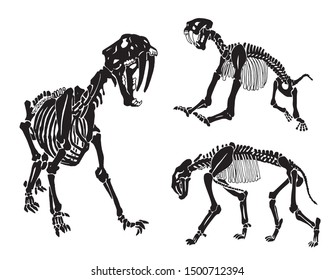 Graphical set skeletons saber  toothed tiger white background vector illustration  anthropology