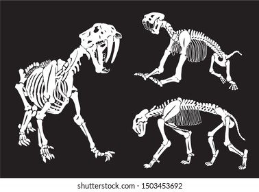 Graphical set skeletons saber  toothed tiger black background vector illustration  anthropology