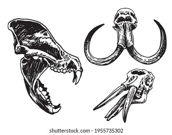 Graphical set of skulls of animals isolated on white background, vector elements,fossils