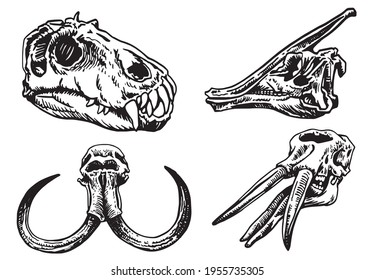 Graphical set of skulls of animals isolated on white background, vector elements,fossils