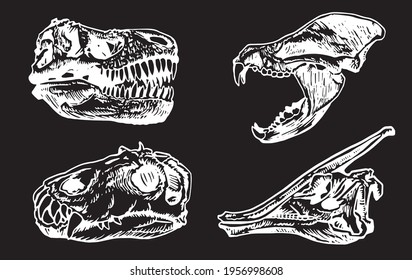 Graphical set of skulls of animals isolated on black background, vector elements,fossils	