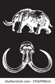 Graphical set of skulls of animals isolated on black background, vector elements,fossils	