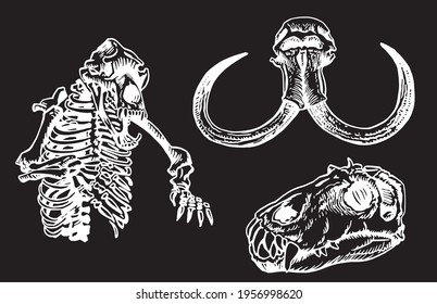 Graphical set of skulls of animals isolated on black background, vector elements,fossils	