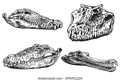 Graphical set of skulls of crocodiles isolated on white background,vector elements,water dinosaur