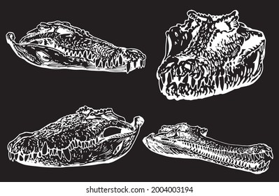 Graphical set of skulls of crocodiles isolated on black background,vector engraved elements,water dinosaur