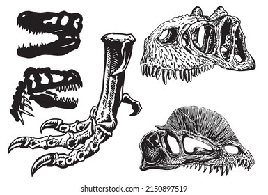 Graphical set of skulls of raptor and dilophosaurus isolated on white background,vector element,fossils