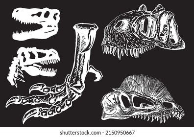 Conjunto gráfico de cráneos de raptor y dilofosaurio aislados en fondo negro, elemento vector, fósiles