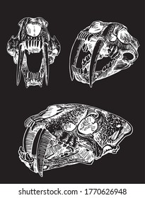 Graphical set skulls saber  toothed tiger isolated black background  vector engraved illustration