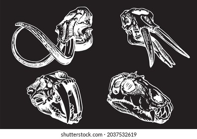 Graphical set skulls saber  toothed tiger   mammoth isolated black background  ice period