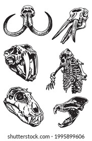 Graphical set of skulls and skeleton of bear isolated on white background,vector elements