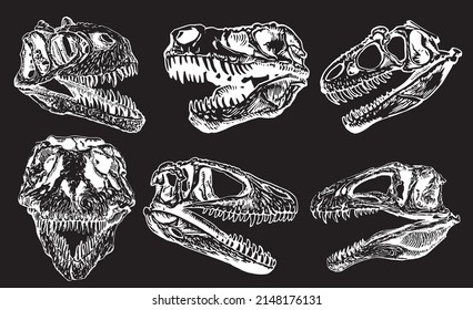 Graphical set of skulls of tyrannosaurus isolated on black background,paleontological elements 