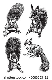 Graphical set of squirrels isolated on white,rodents