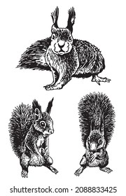 Graphical set of squirrels isolated on white,rodents