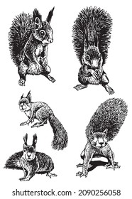 Graphical set of squirrels isolated on white,rodents