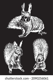 Graphical set of squirrels isolated on black,rodents