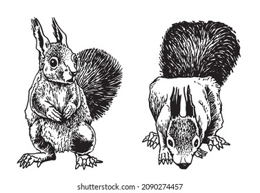 Graphical set of squirrels isolated on white,rodents