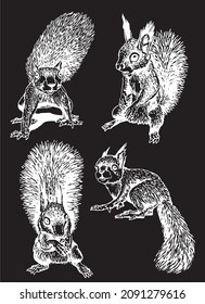 Graphical set of squirrels isolated on black,rodents