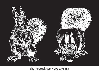 Graphical set of squirrels isolated on black, engraved rodents 