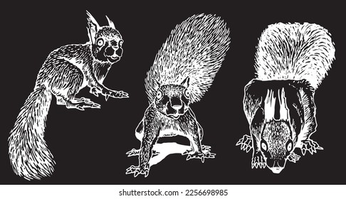 Graphical set of squirrels isolated on black,rodents. Vector illustration of forest animal