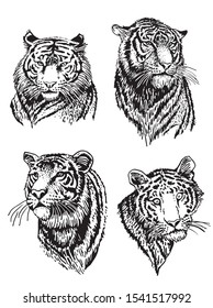 Graphical set of tiger portraits isolated on white background,vector illustration