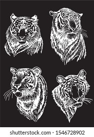 Graphical set of tiger portraits isolated on black background,vector engraved illustration