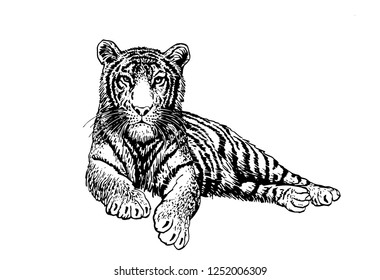 Graphical set of tigers isolated on white,vector tattoo illustration