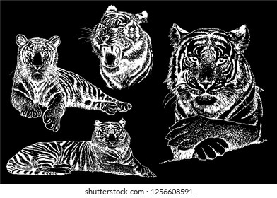 Graphical set of tigers isolated on black background,vector hand-drawn illustration for tattoo and printing