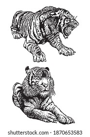 Graphical set of tigers isolated on white background, vector illustration