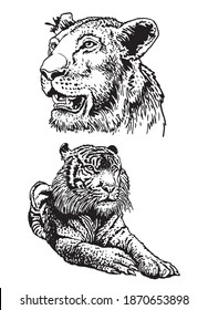 Grafischer Satz von Tigern einzeln auf weißem Hintergrund, Vektorgrafik